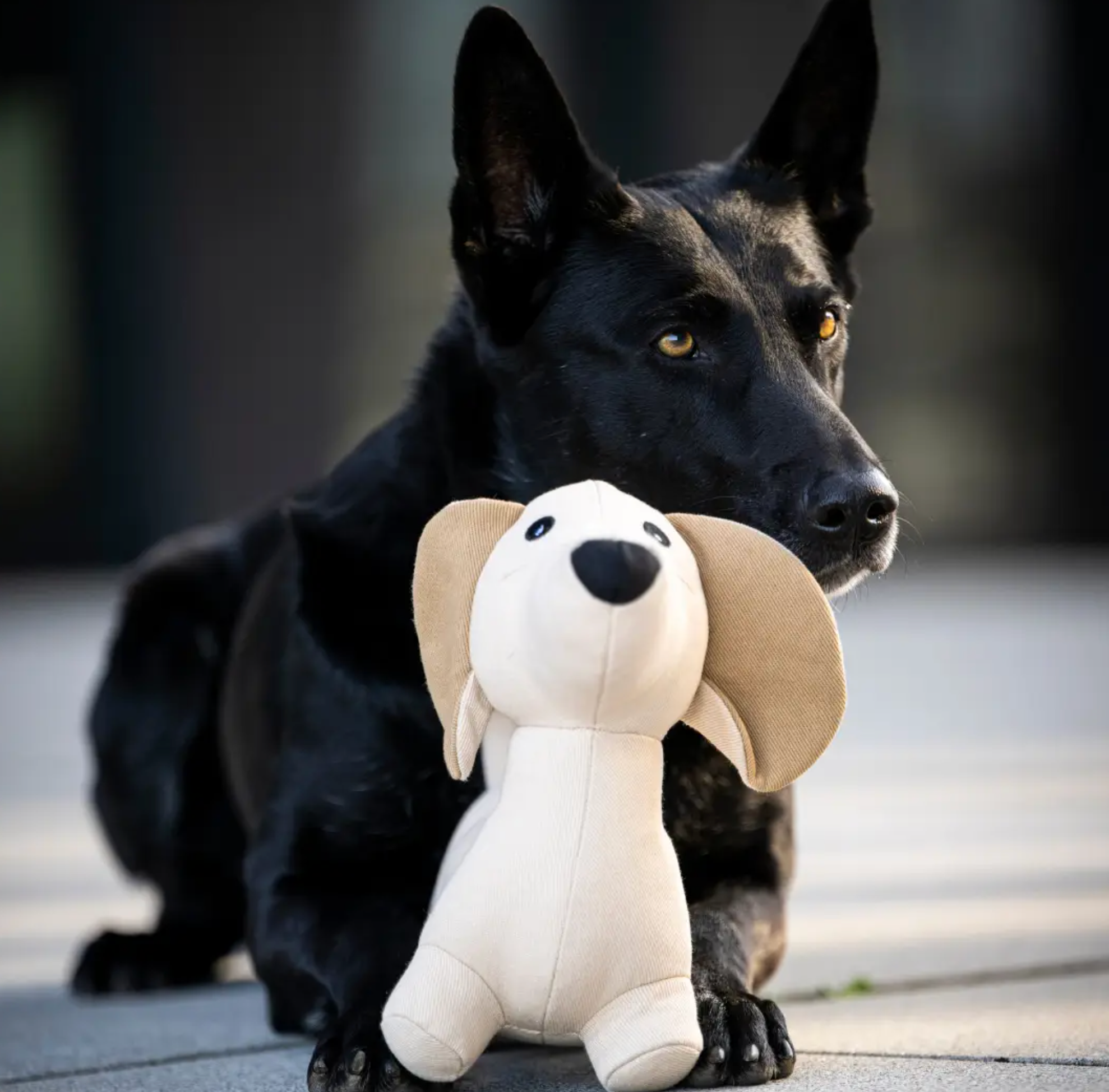 Teckel Hondenspeelgoed M