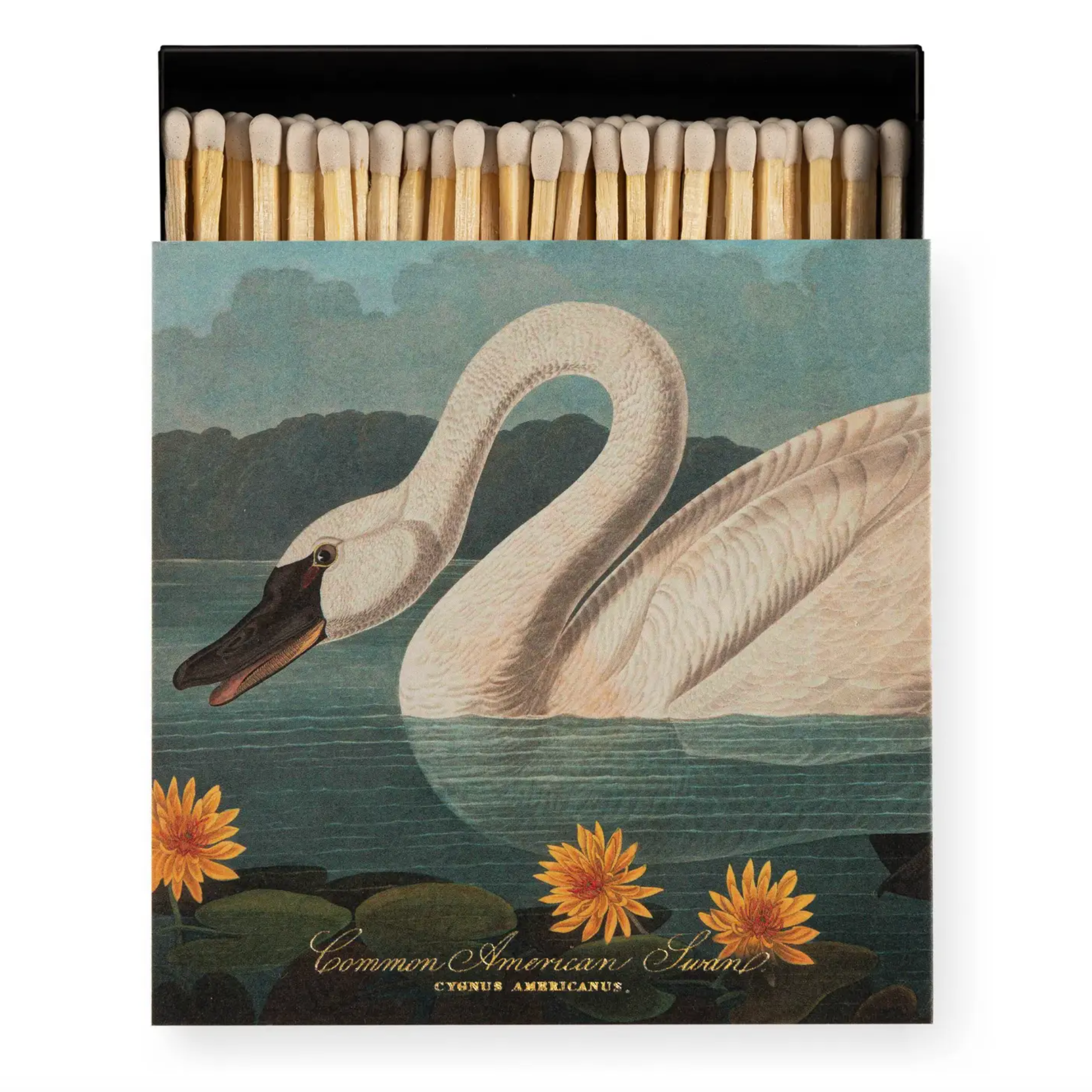 American Swan Lucifers